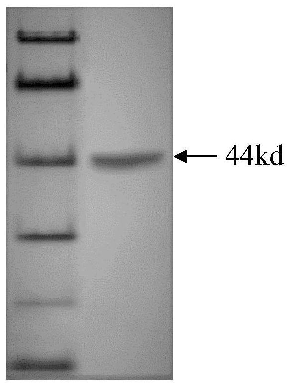 A kind of thermostable cysteine ​​protease and its coding gene and application