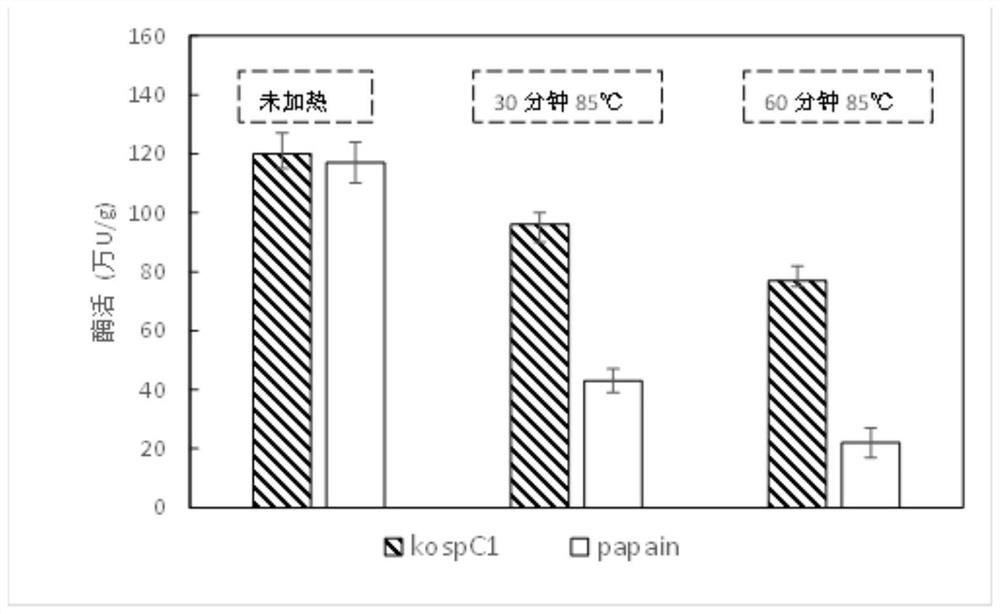 A kind of thermostable cysteine ​​protease and its coding gene and application