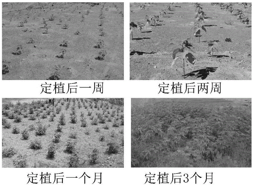 Method for ecological restoration of abandoned mine and ecological greening in mining area by using hybrid paper mulberry and application thereof