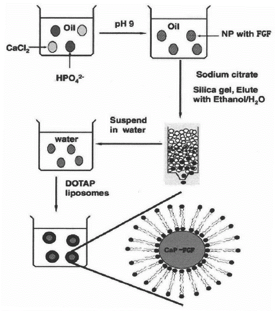 Preparation method and application of fibroblast growth factor covering lipide calcium phosphate nanoparticles