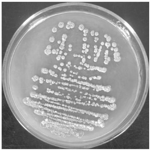 Streptomyces tubercidicus strain and application thereof