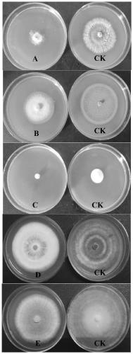 Streptomyces tubercidicus strain and application thereof