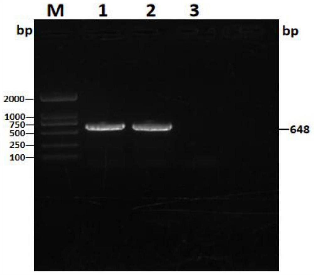 Dual PCR primer group and kit for detecting novel raccoon dog parvovirus and application of dual PCR primer group and kit