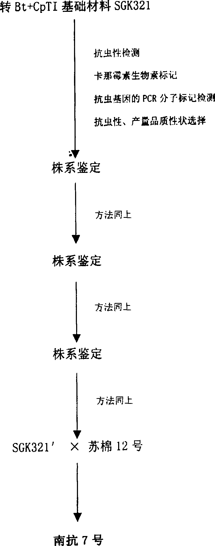 Breeding process of transgenic bollworm resisting cotton hybrid