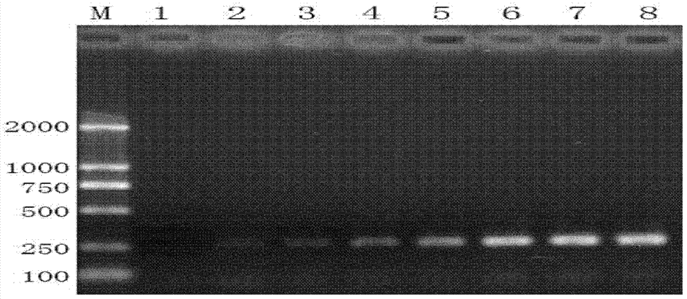 Specific primer pair for assisting booklice identification and application thereof