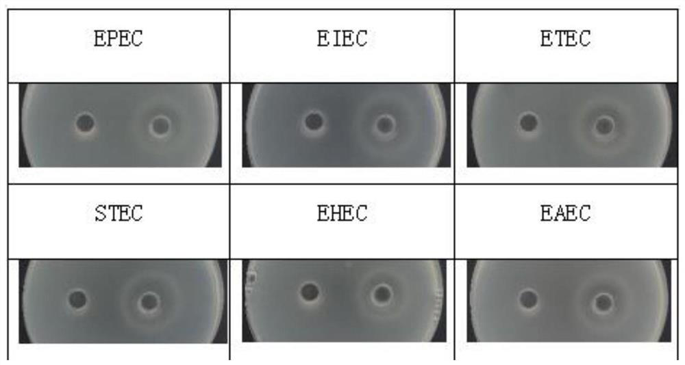 Bifidobacterium lactis strain RK-7782 with intestinal regulation function and application of bifidobacterium lactis strain RK-7782