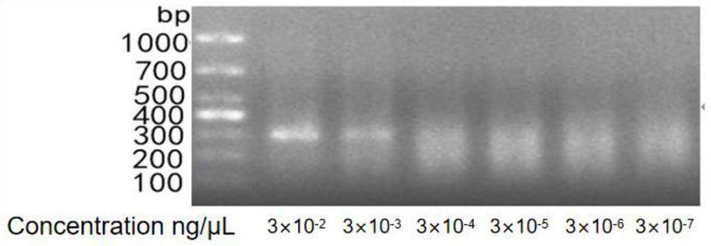 PCR (Polymerase Chain Reaction) kit for detecting mycoplasma pollution of cell culture and use method of PCR kit