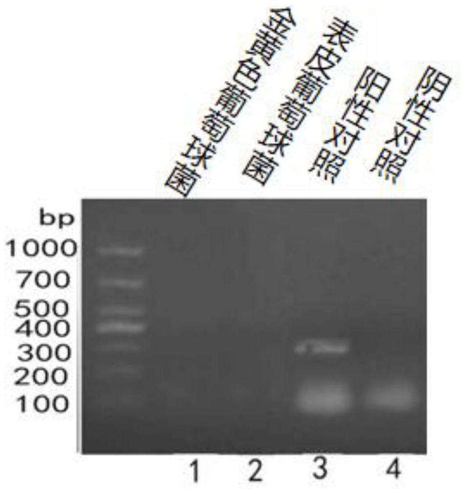 PCR (Polymerase Chain Reaction) kit for detecting mycoplasma pollution of cell culture and use method of PCR kit