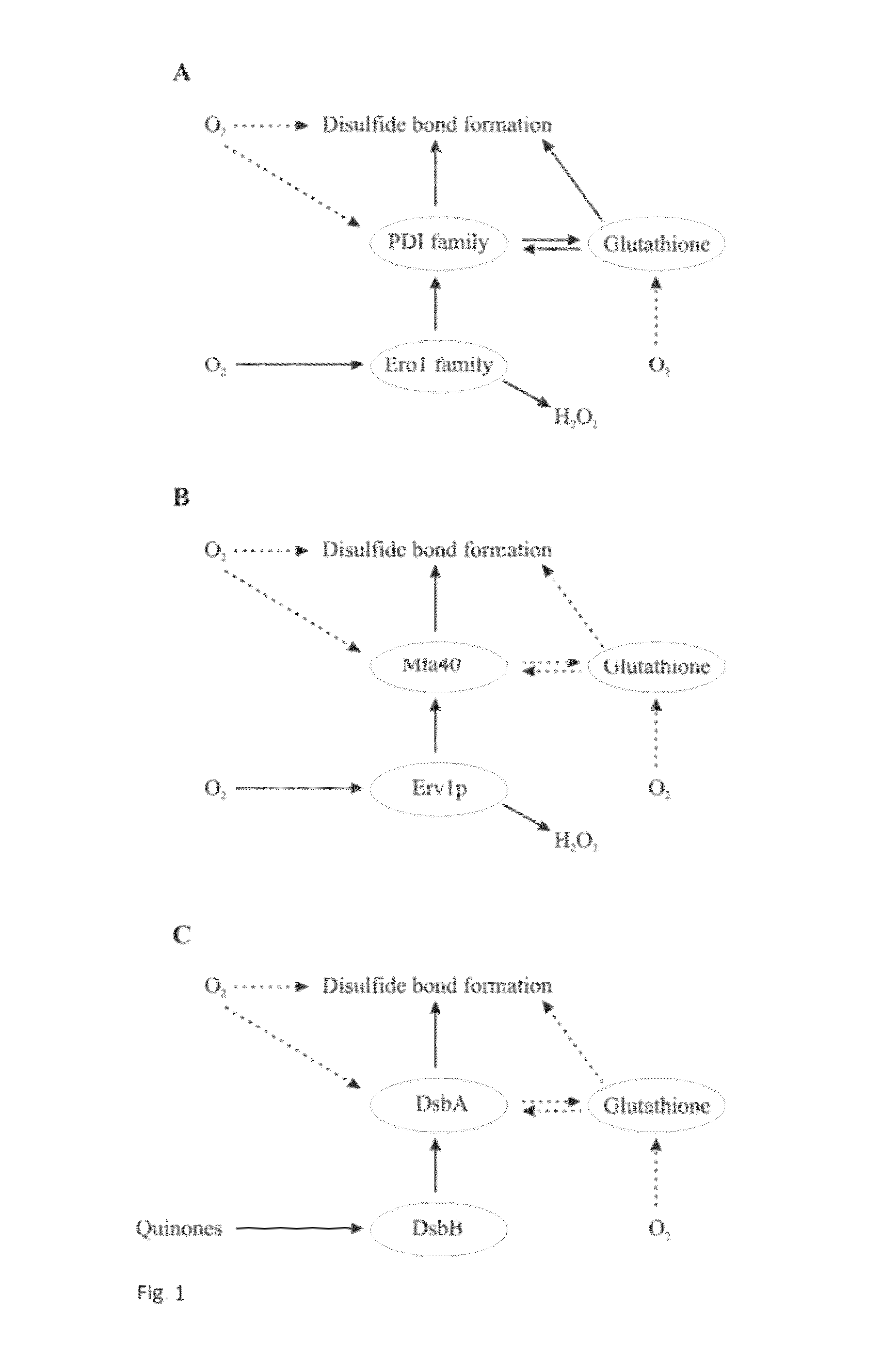 Method for producing natively folded proteins in a prokaryotic host