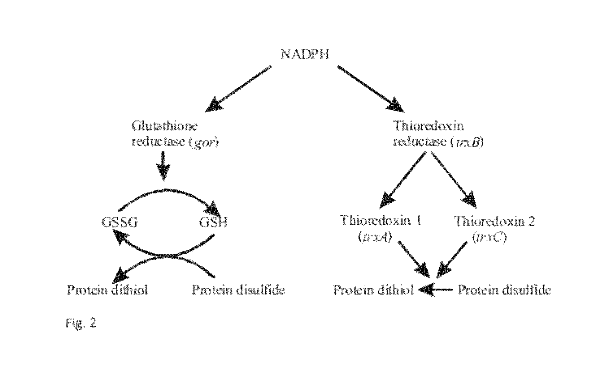 Method for producing natively folded proteins in a prokaryotic host