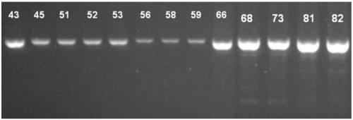 Preparation method, amplification primers and detection reagent for HPV full-length genome quality control product