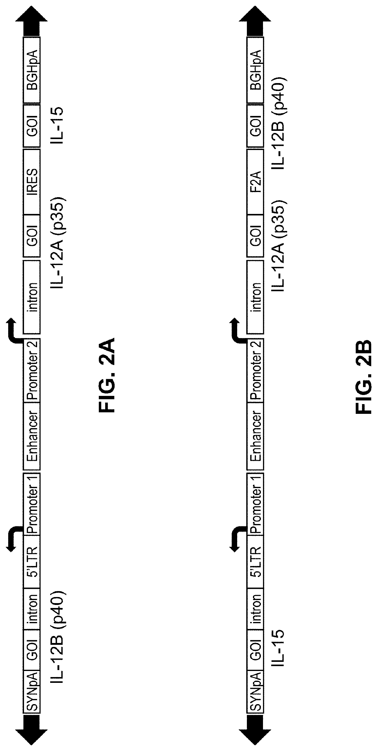 Viral vector constructs for delivery of nucleic acids encoding cytokines and uses thereof for treating cancer