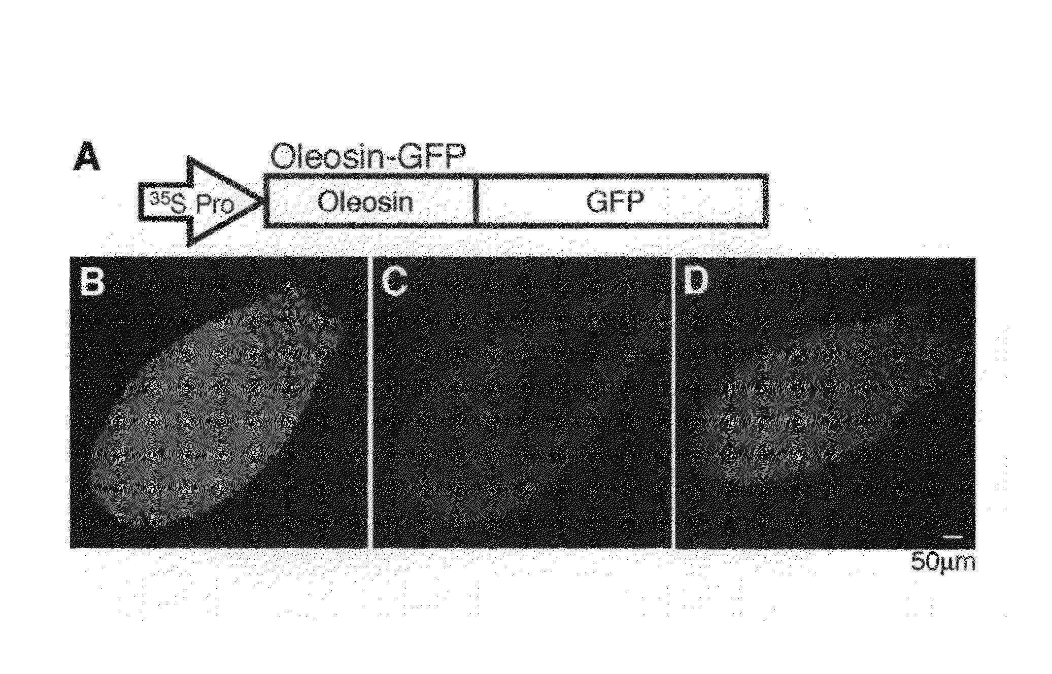 Method for evaluating oil-and-fat amount in seed and method for screening for plant exhibiting varied level of oil-and-fat content