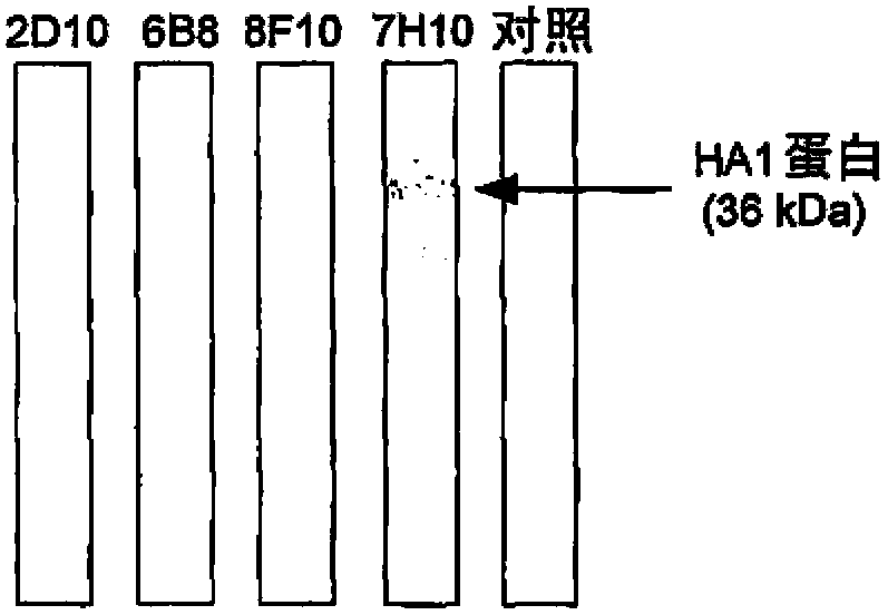 H5 subtype specific binding protein capable of diagnosing and monitoring H5 avian influenza