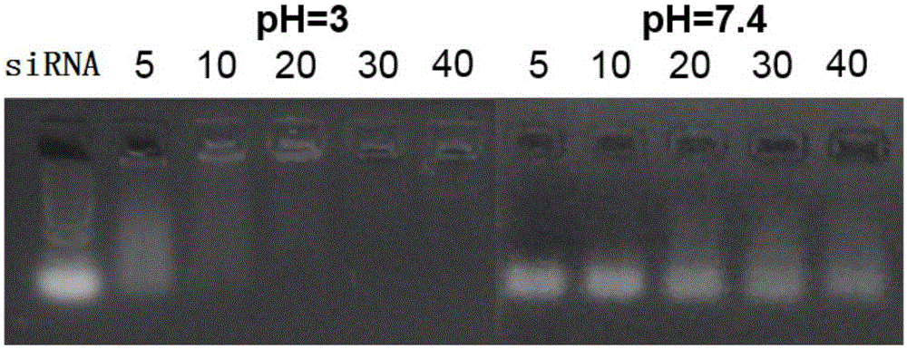 Polycarboxyl glycine betaine gene transfection preparation as well as preparation method and application thereof