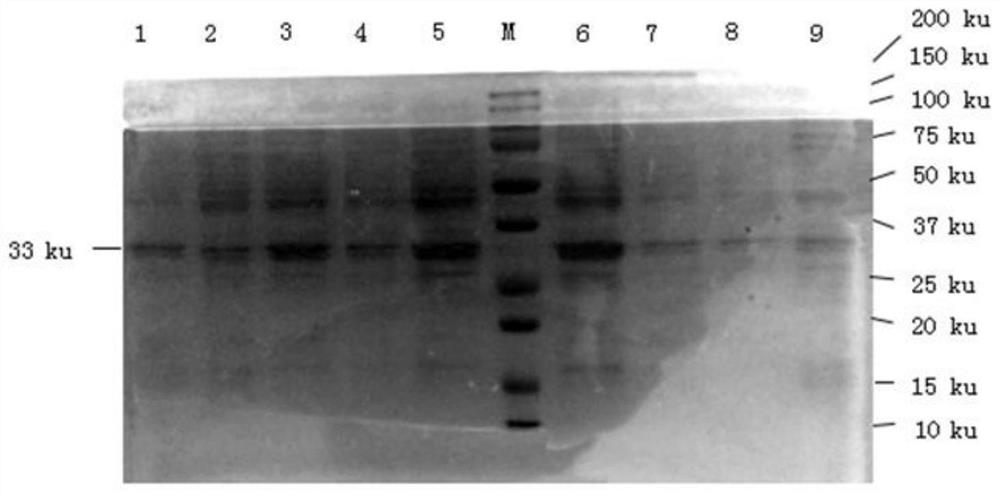 A kind of immunocolloidal gold test paper for rapid detection of mycoplasma bovis and preparation method thereof