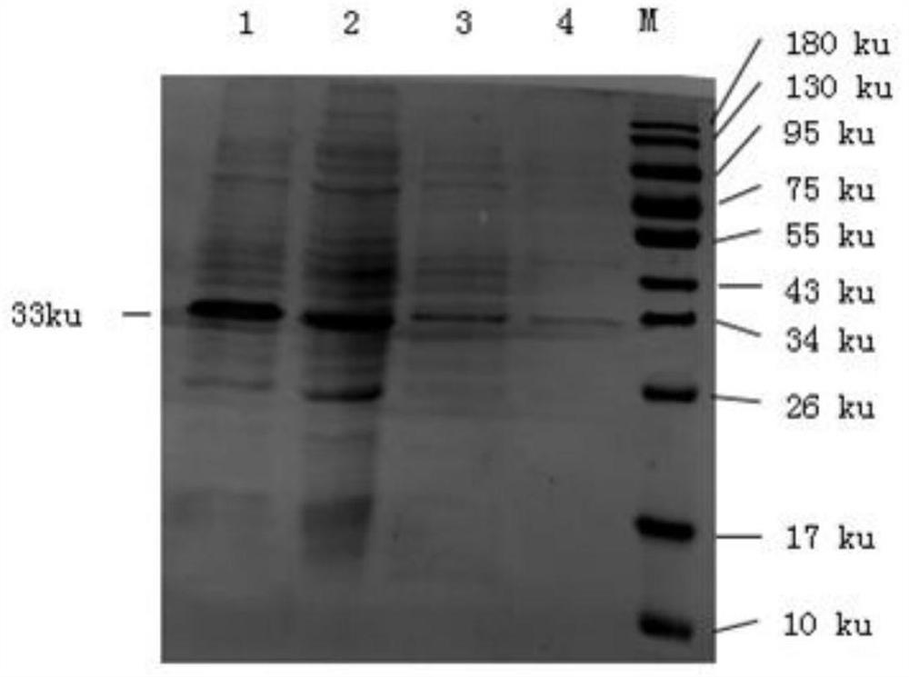 A kind of immunocolloidal gold test paper for rapid detection of mycoplasma bovis and preparation method thereof