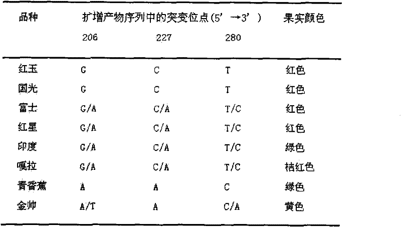 Two color-related mutations in apple MdMYB1 gene and detection method thereof