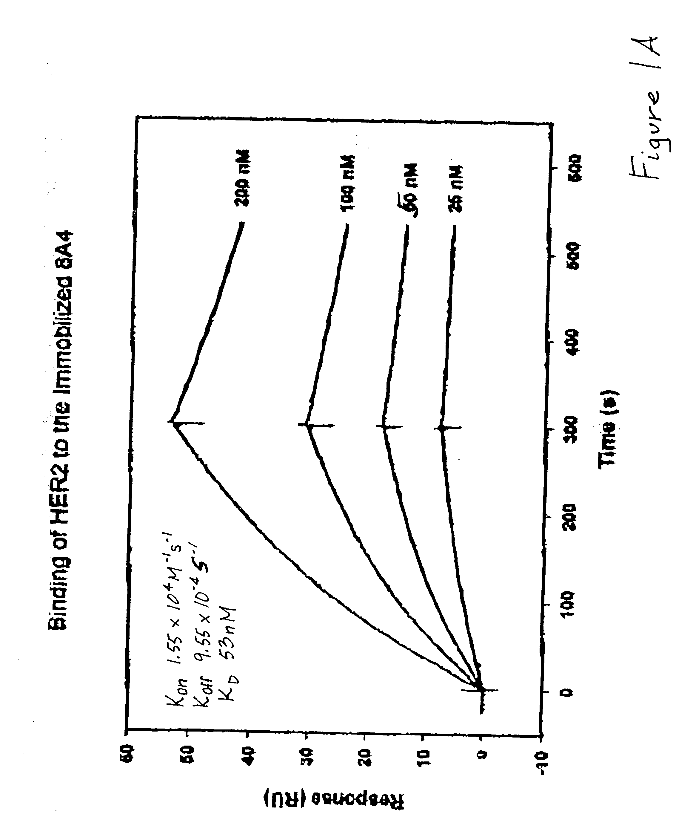 Monoclonal antibodies to activated erbB family members and methods of use thereof