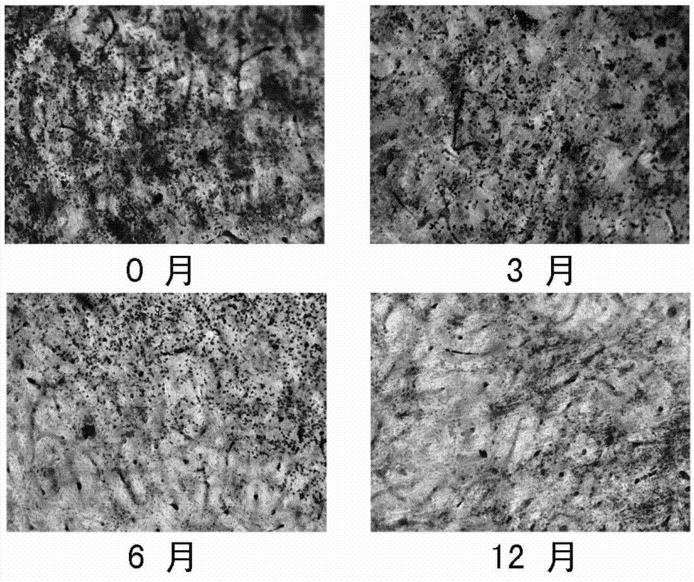 Osteoclast culturing kit and preparation method and application thereof