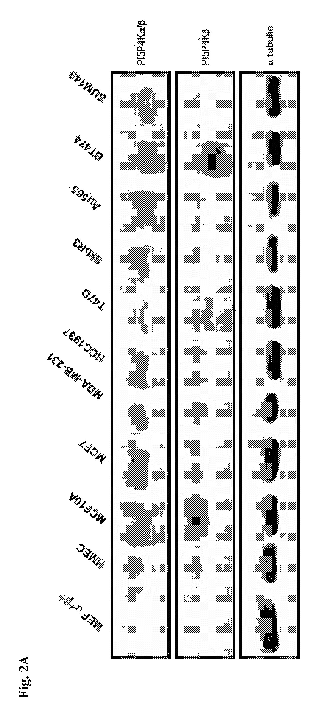 Modulation of phosphatidylinositol-5-phosphate-4-kinase activity