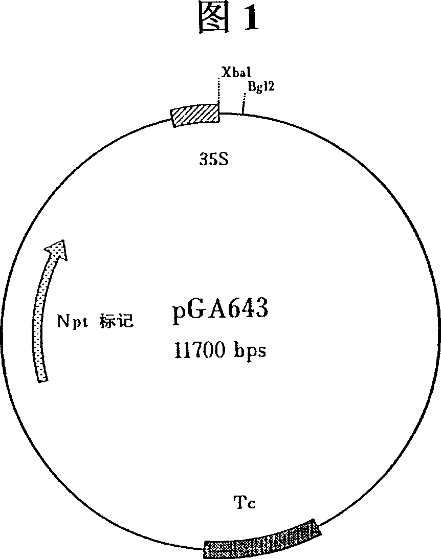 Cotton cells, plants and seeds genetically engineered to express insecticidal and fungicidal chitin binding proteins (lectins)