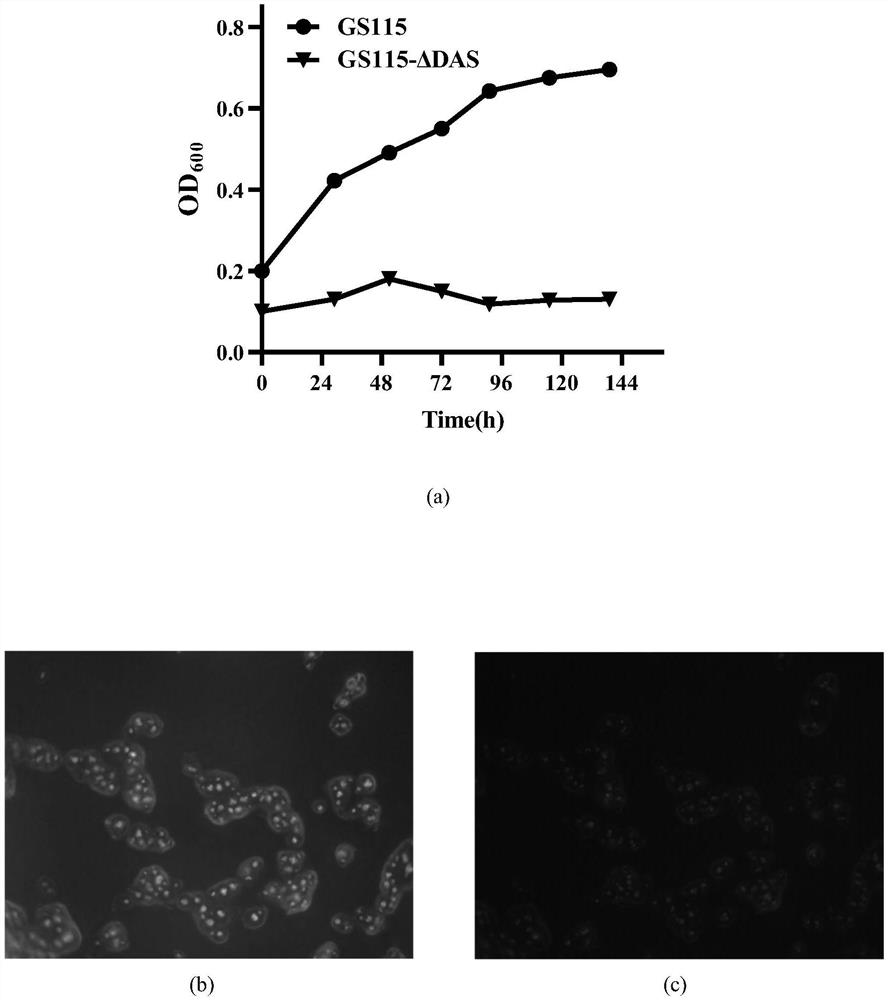 Construction of pichia pastoris genetically engineered bacterium and application of pichia pastoris genetically engineered bacterium in improvement of methanol assimilation rate and fixation of carbon dioxide