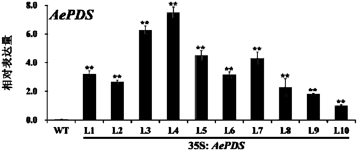 Protein AePDS associated with biosynthesis of abelmoschus esculentus carotenoid and stress resistance as well as encoding gene and applications of protein AePDS