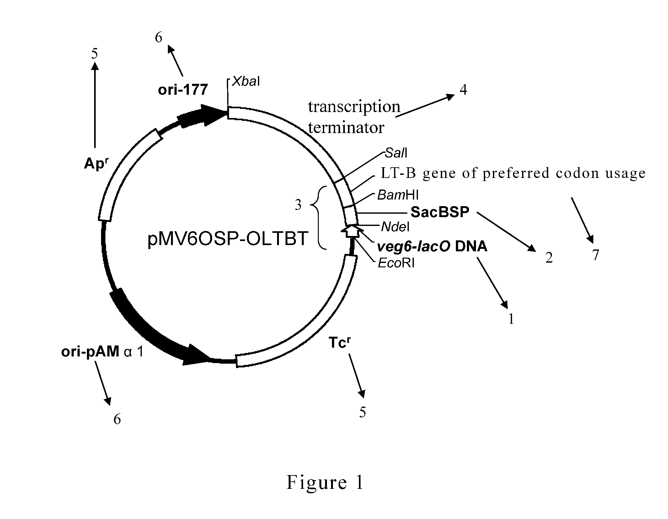 Plasmid, method and kit thereof for producing heat labile enterotoxin b-subunit