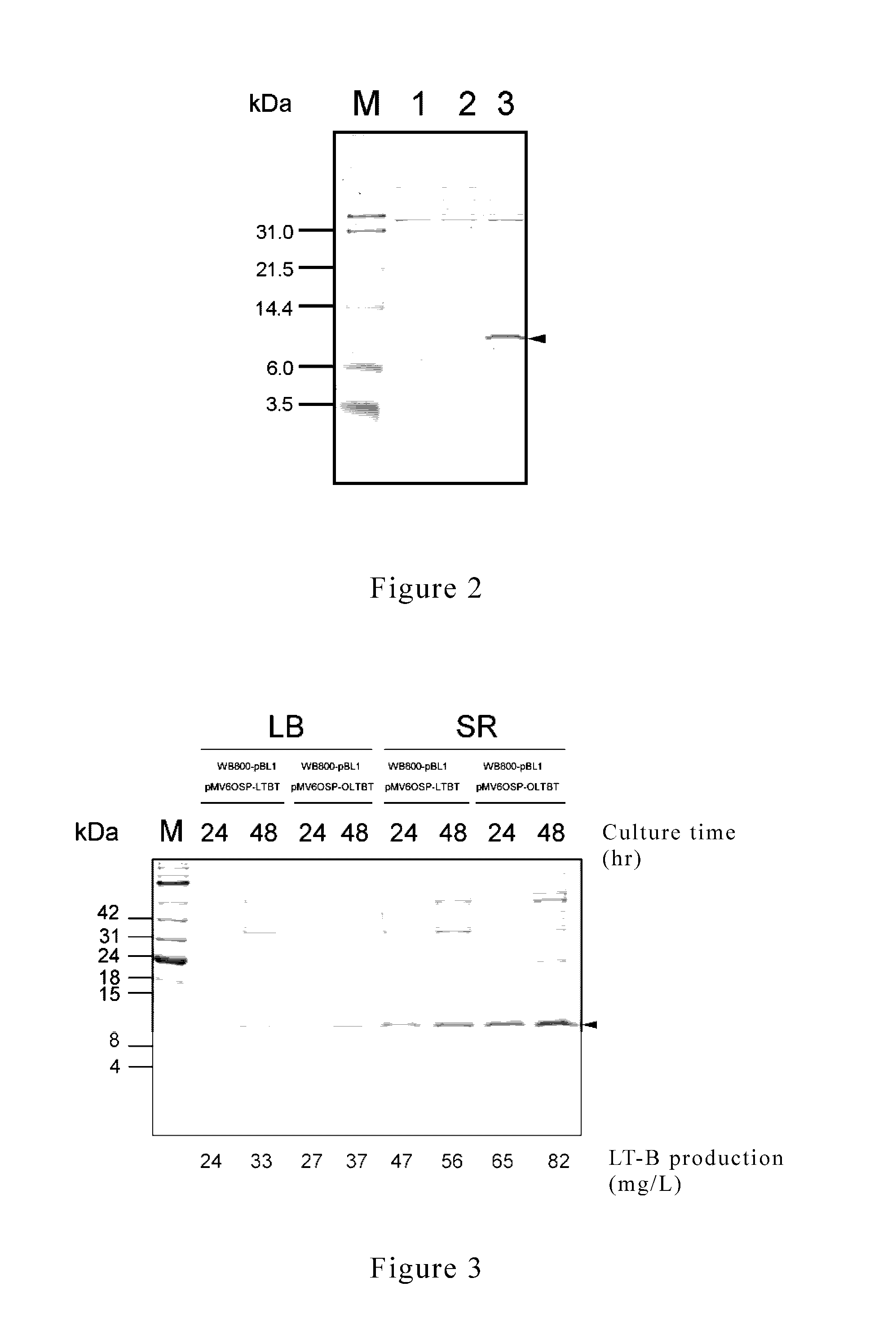 Plasmid, method and kit thereof for producing heat labile enterotoxin b-subunit