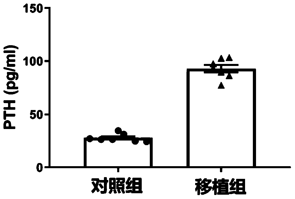 Method for constructing model of mouse of osteoporosis caused by secondary hyperparathyroidism and application of method