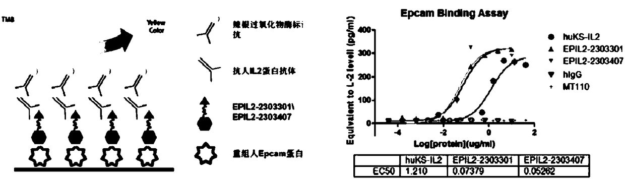Human IL2 (interleukin 2) and anti-EpCAM (epithelial cell adhesion molecule) single-chain antibody fusion protein and application thereof