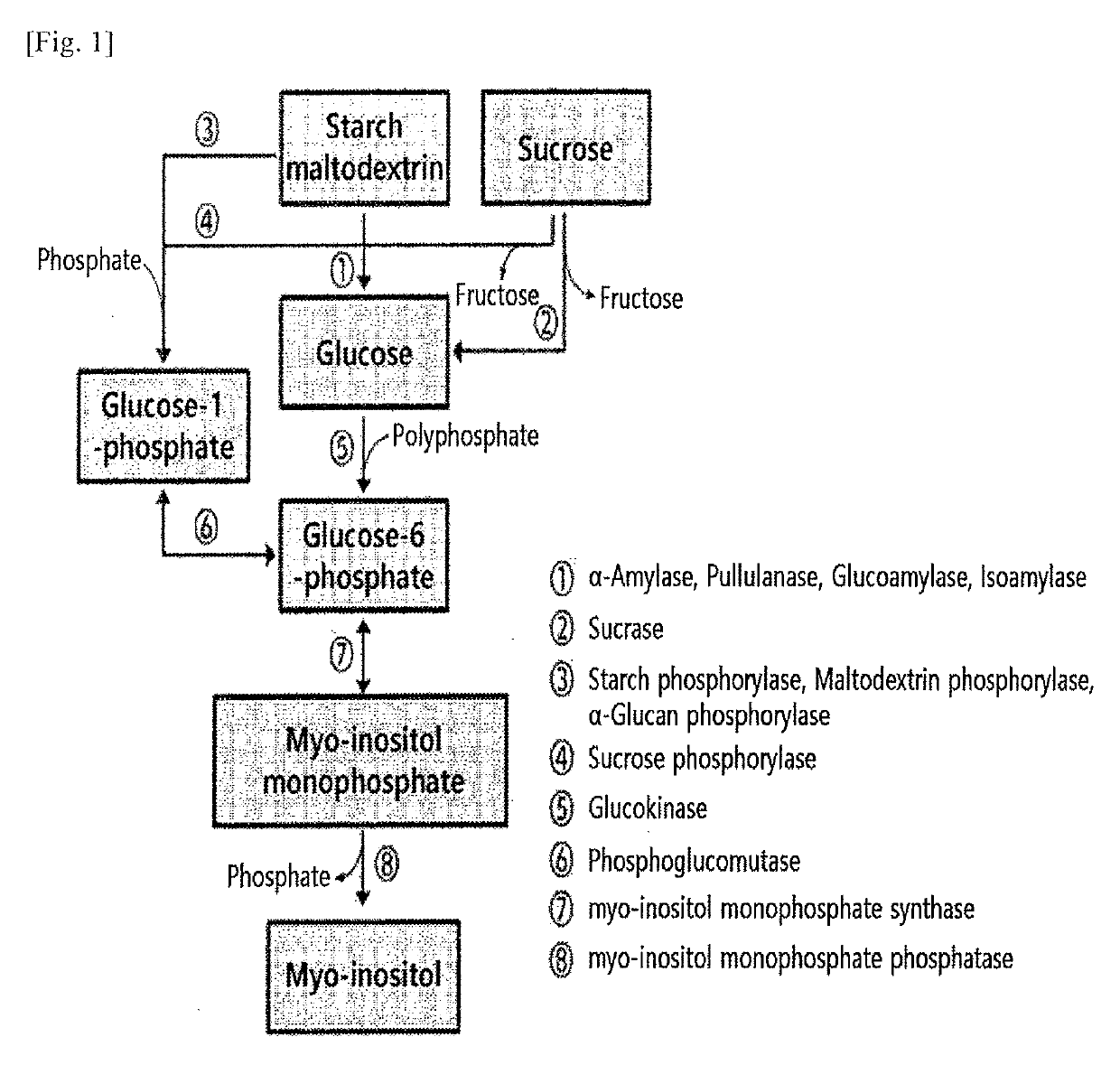 Method for enzymatically preparing highly concentrated myo-inositol