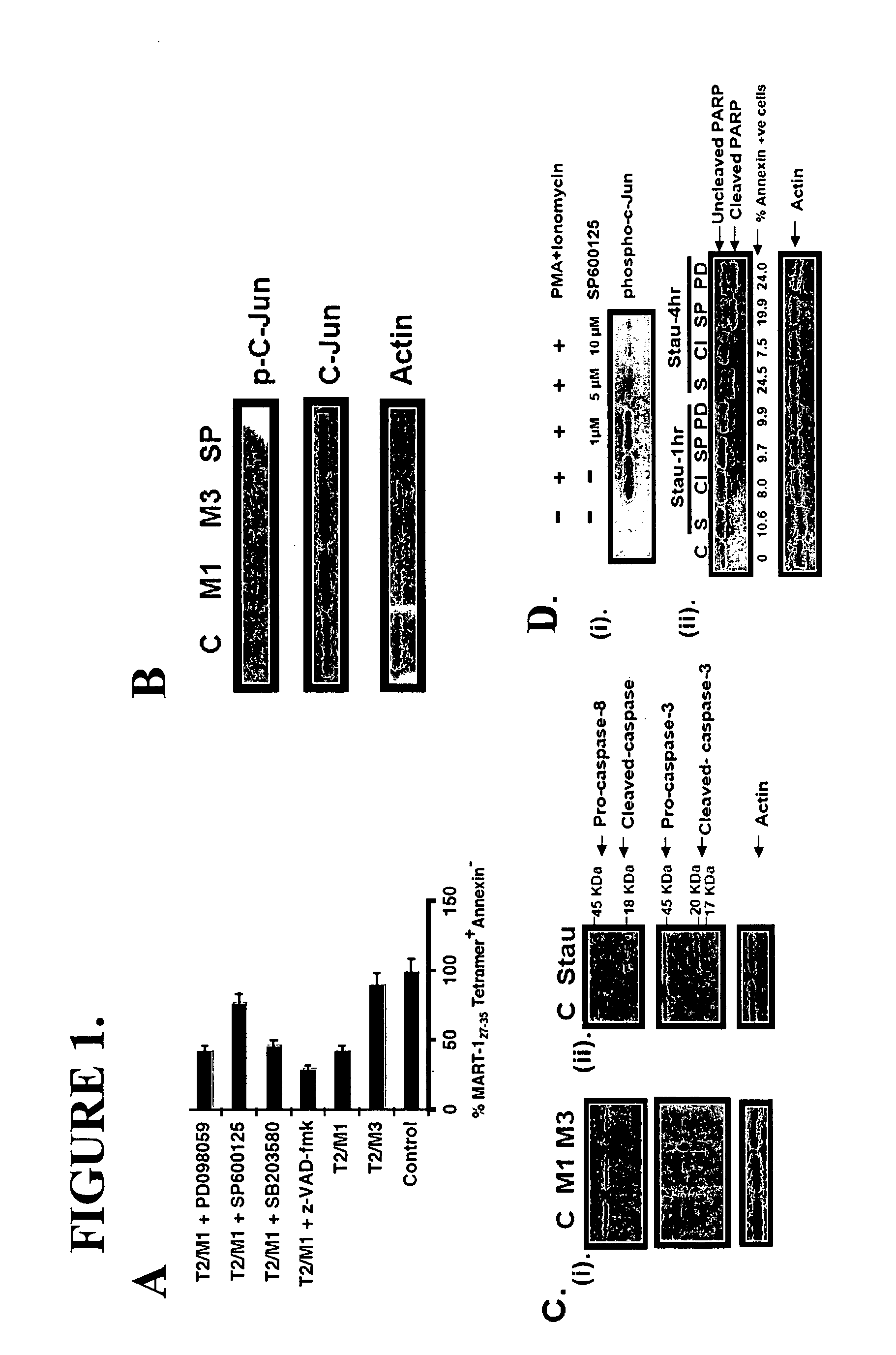 Methods for improving immunotherapy by enhancing survival of antigen-specific cytotoxic T lymphocytes