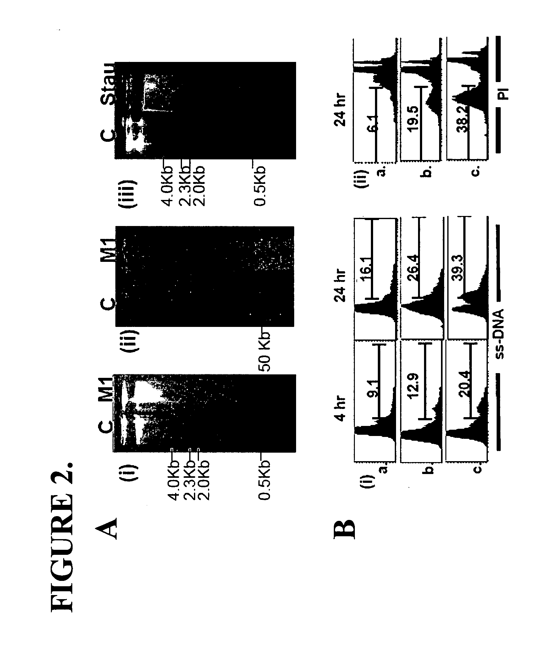 Methods for improving immunotherapy by enhancing survival of antigen-specific cytotoxic T lymphocytes
