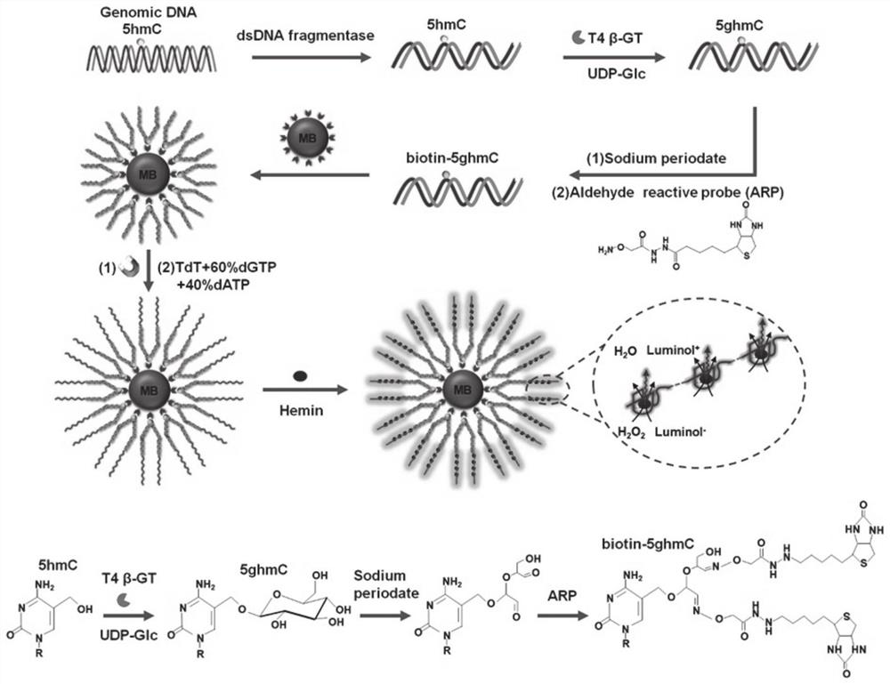 A chemiluminescent biosensor for detecting 5-hydroxymethylcytosine, its detection method and application