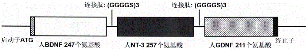 Method for preparing person stem cells with improved neural restoration function and application of person stem cells