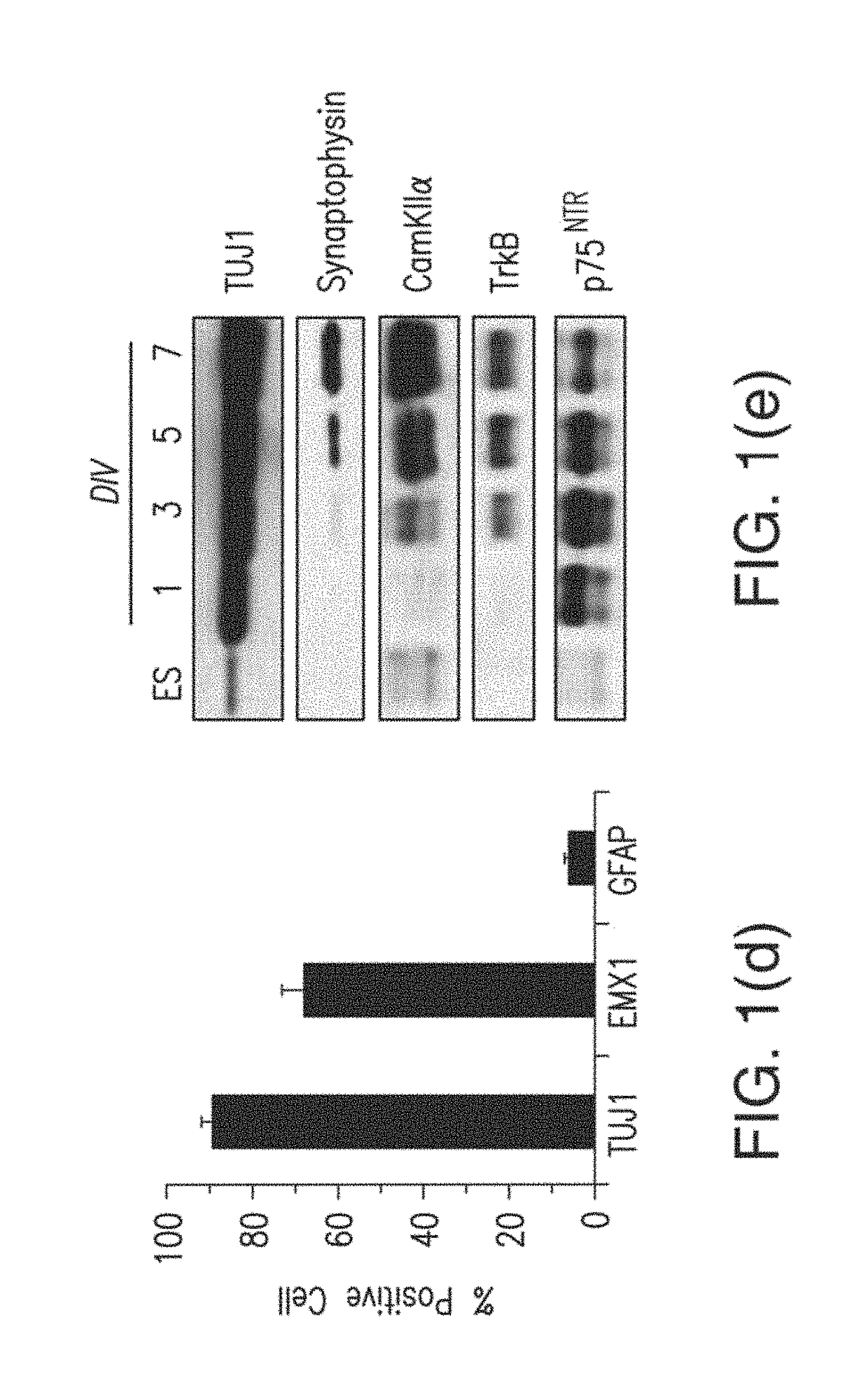 Methods of reducing levels of tau