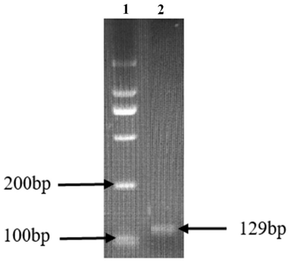 A detection method and application of goat mylk4 gene cnv marker