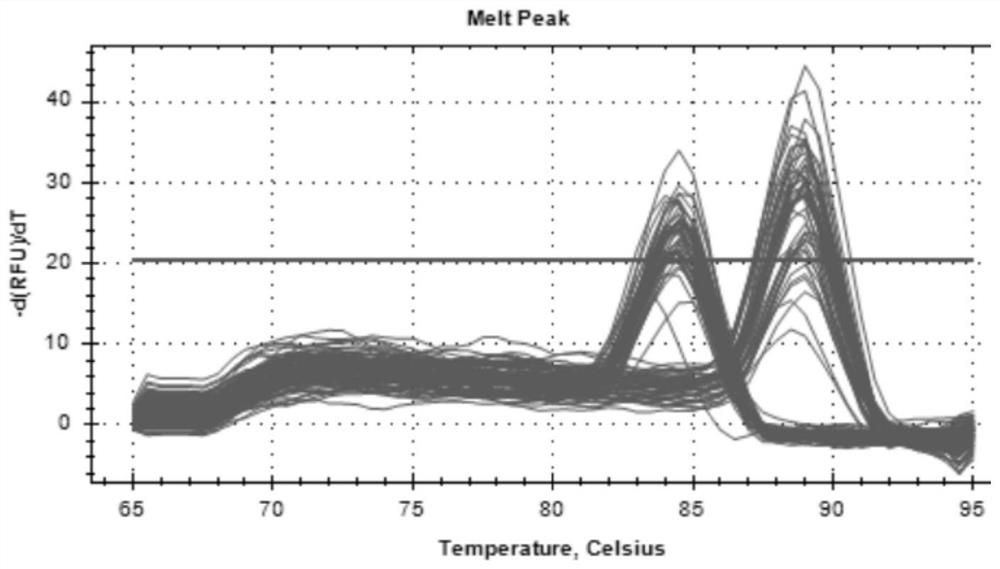 A detection method and application of goat mylk4 gene cnv marker