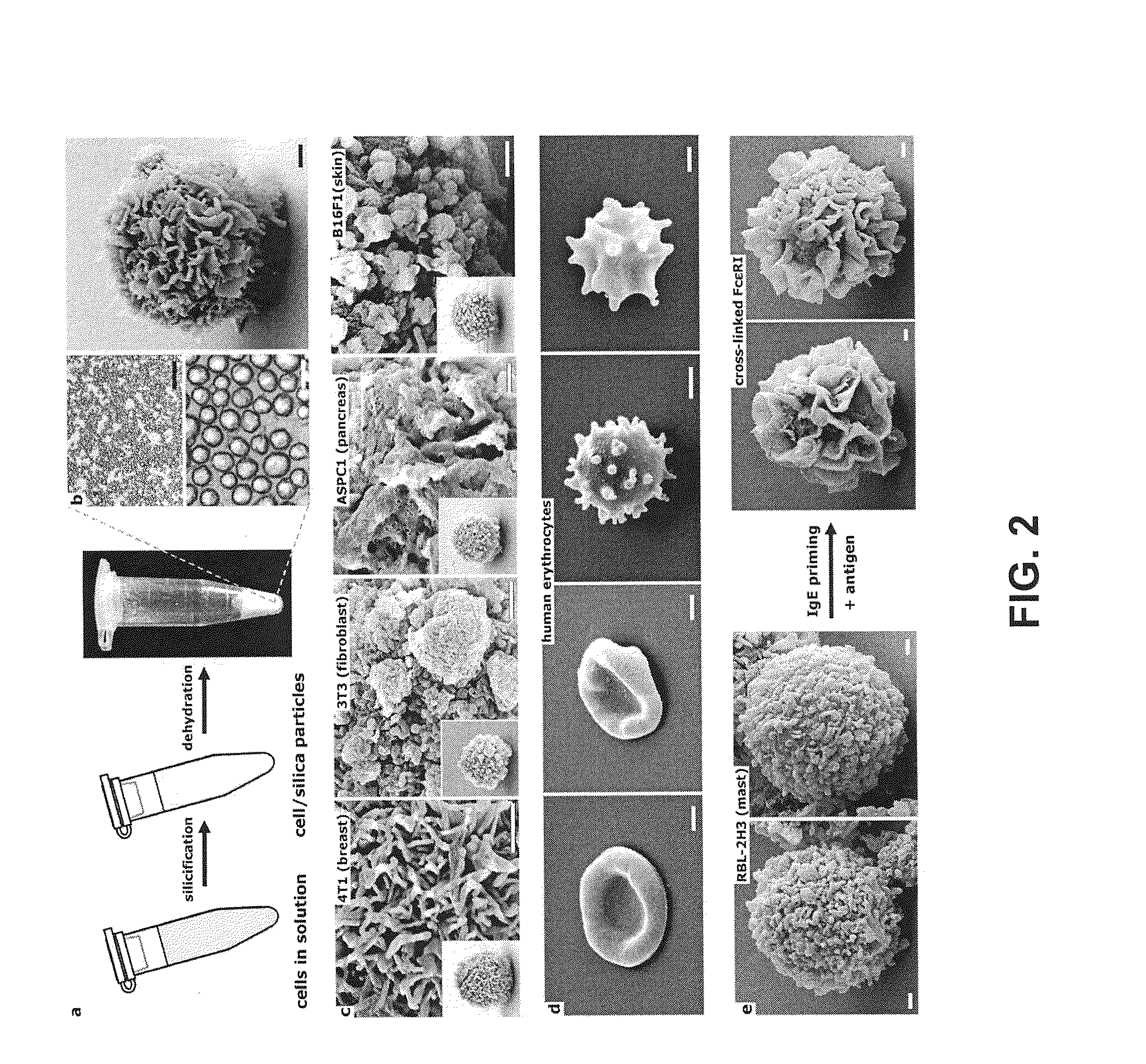 Cell-Based Composite Materials with Programmed Structures and Functions
