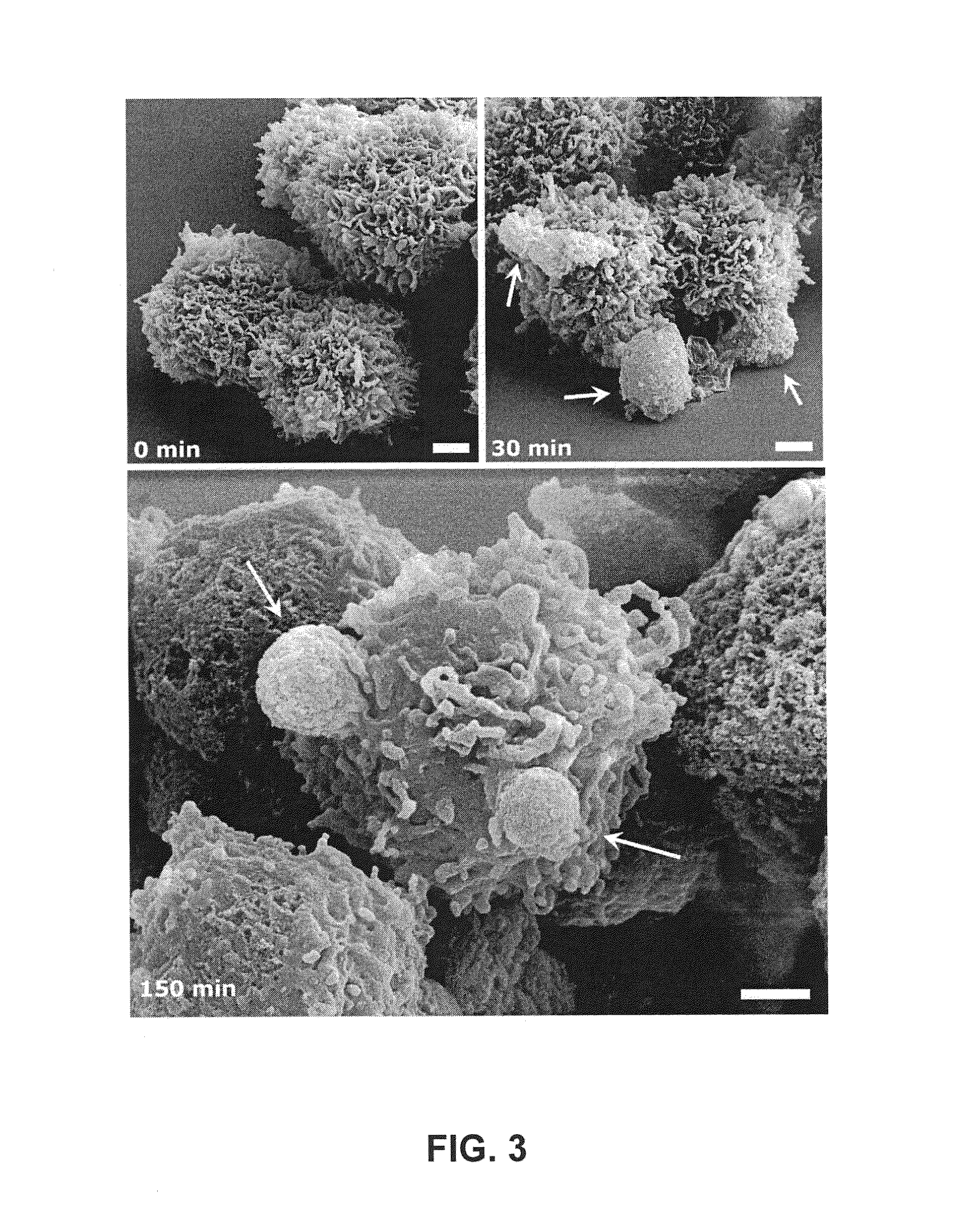 Cell-Based Composite Materials with Programmed Structures and Functions