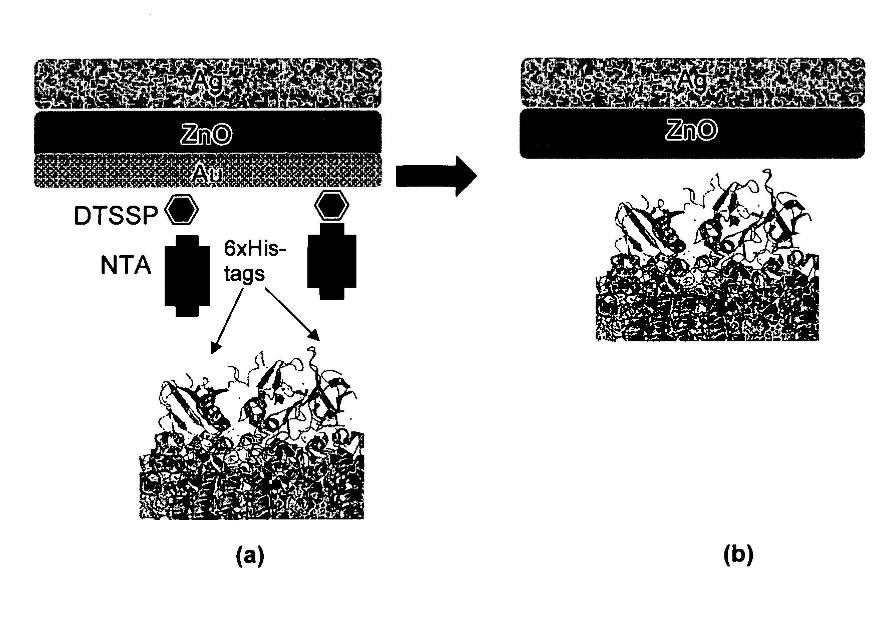 Bio-sensitized solar cells (BSSC)