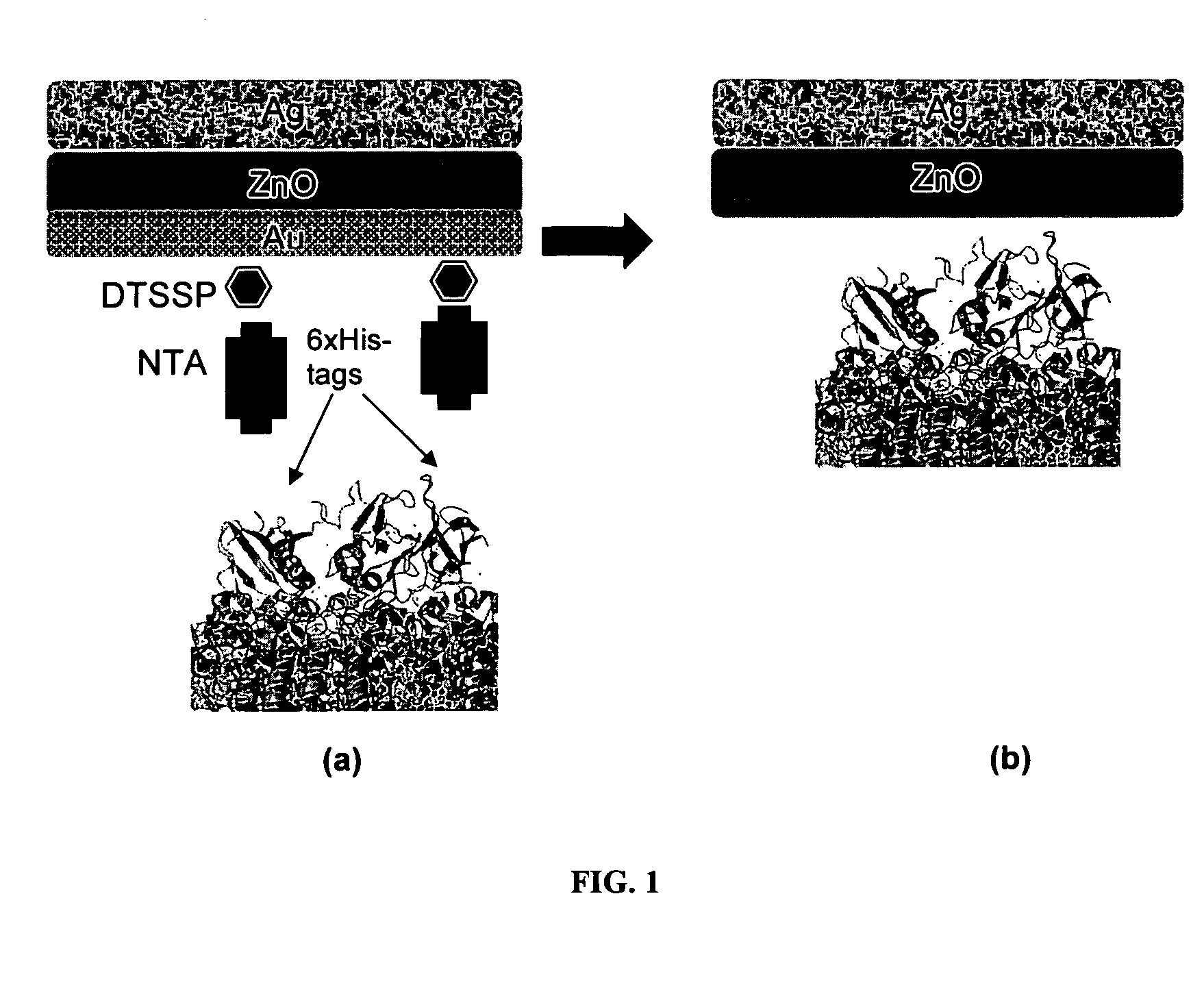 Bio-sensitized solar cells (BSSC)