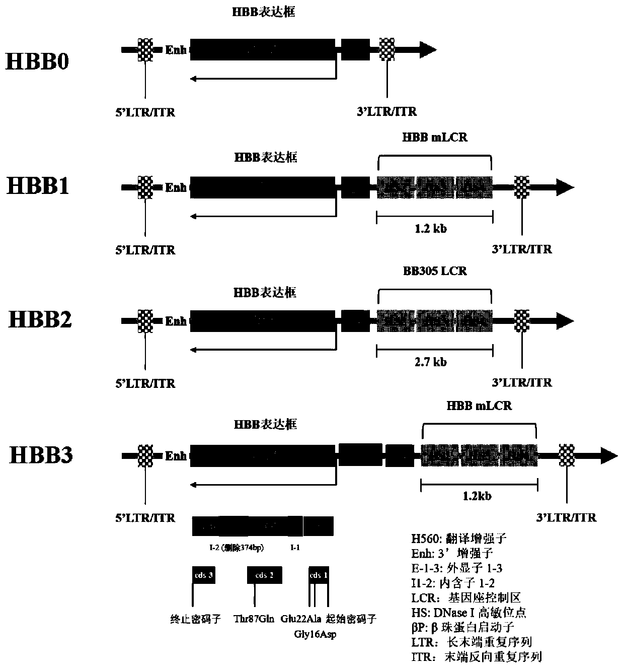 Virus vector for expressing recombinant human beta-globin and application of virus vector