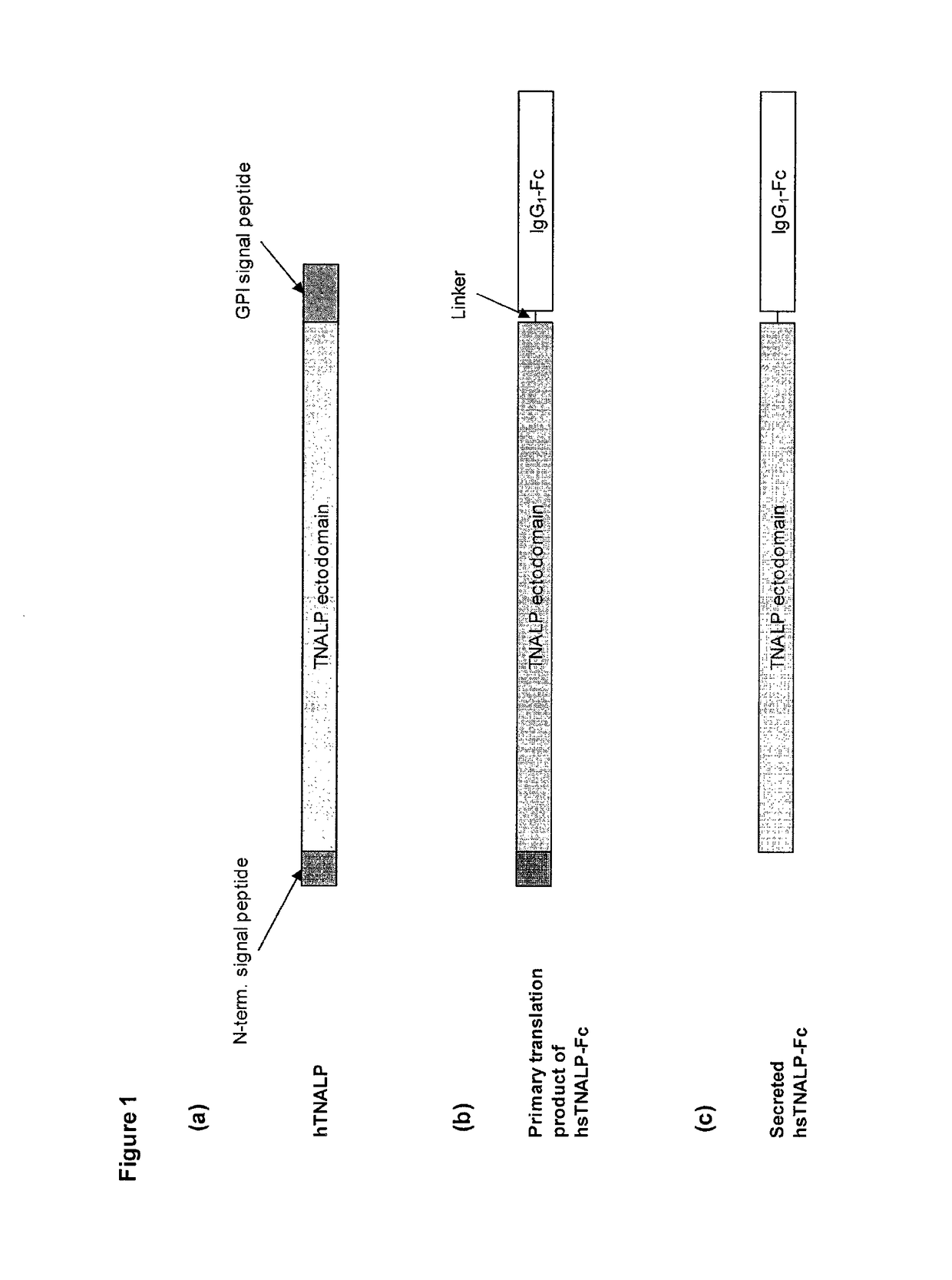 Methods, compositions, and kits for the treatment of matrix mineralization disorders
