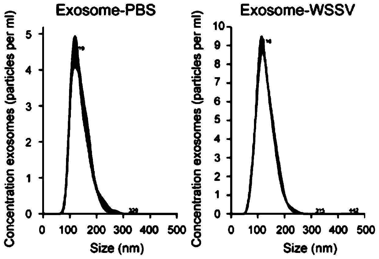 Method for separating scylla paramamosain tissue exosome