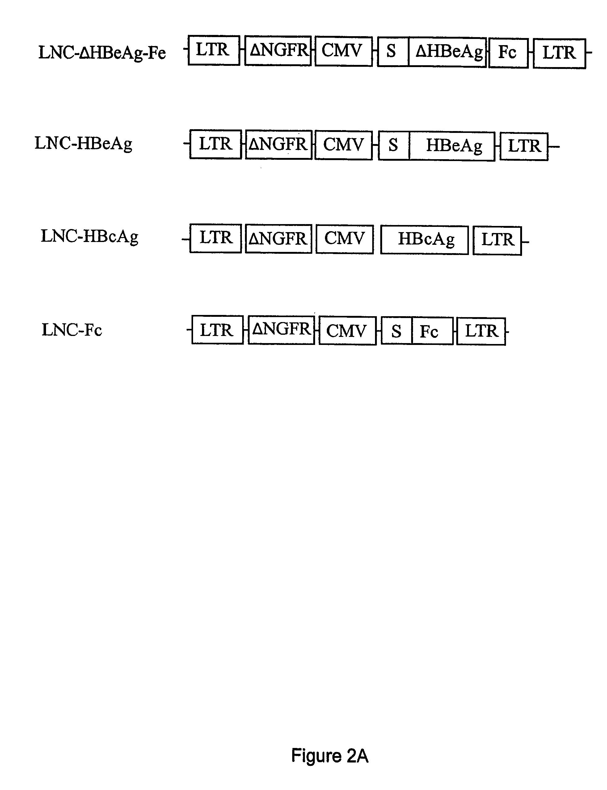 Compositions and methods for identifying antigens which elicit an immune response