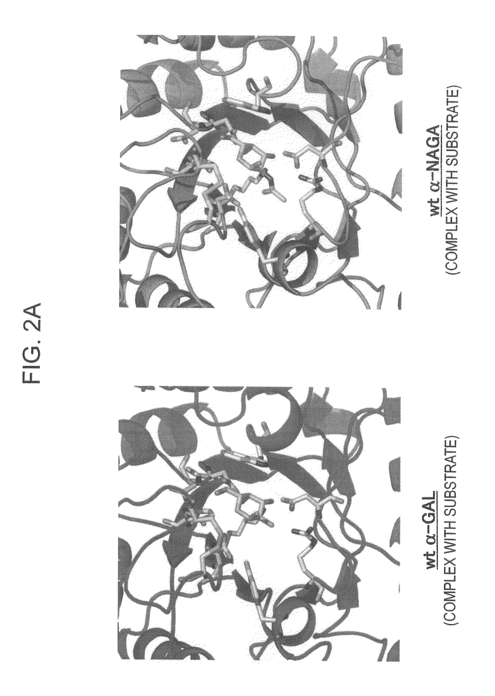 Highly functional enzyme having α-galactosidase activity