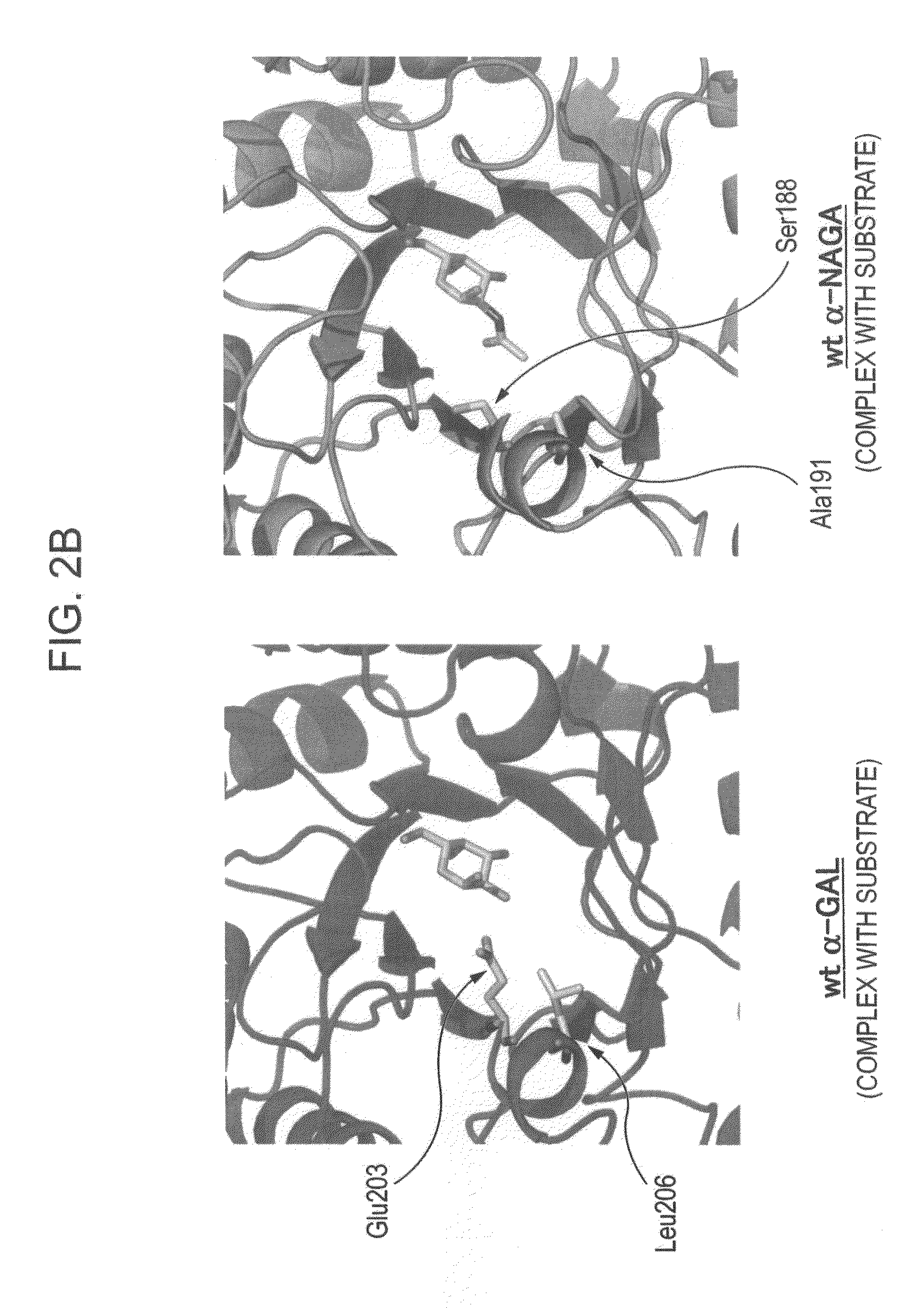 Highly functional enzyme having α-galactosidase activity